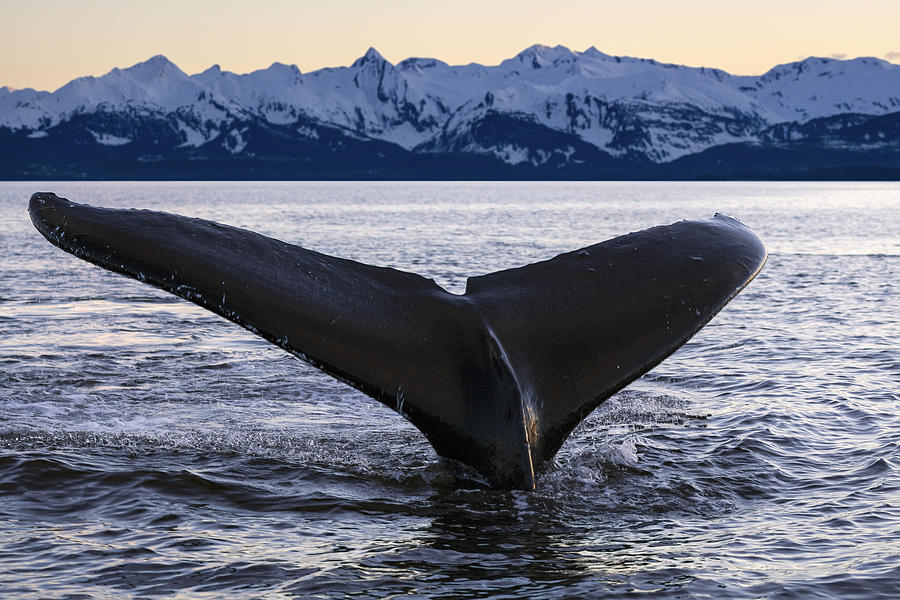 View Of Humpback Whale Lifting Its Tail Photograph by John Hyde
