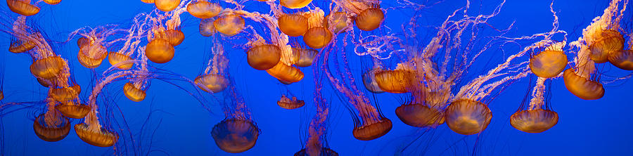 Fish Photograph - View Of Jelly Fish Underwater by Panoramic Images