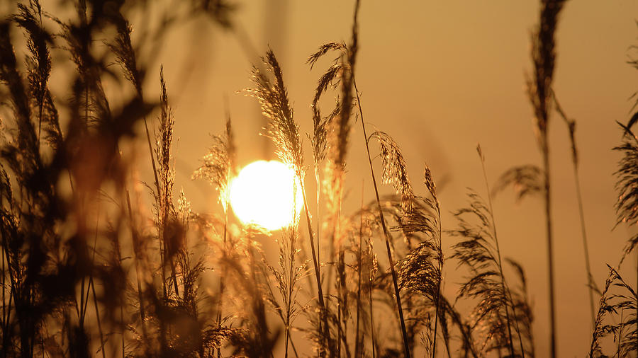 Nature Photograph - View of Sun setting behind Long Grass B by Jacek Wojnarowski