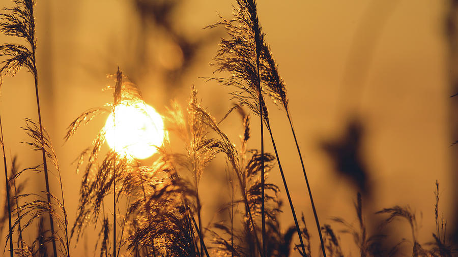 Nature Photograph - View of Sun setting behind Long Grass C by Jacek Wojnarowski