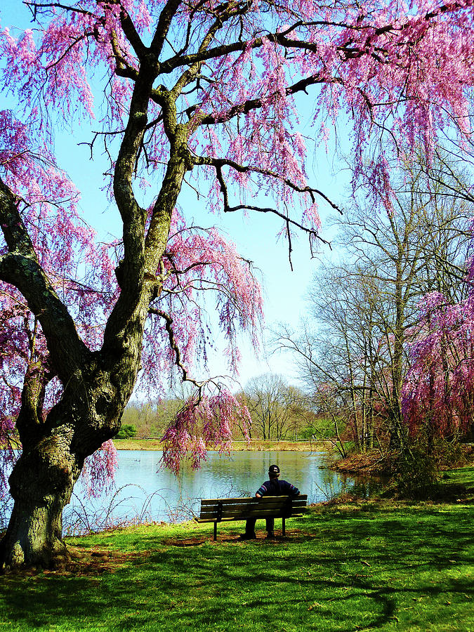 Spring Photograph - View of the Lake in Spring by Susan Savad