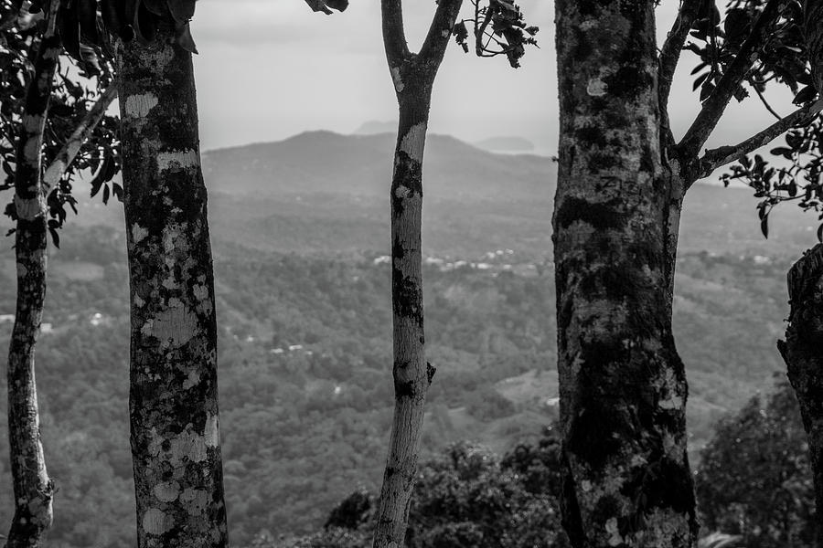 View of the Mountains through the trees, St Lucia Photograph by Nicole Freedman