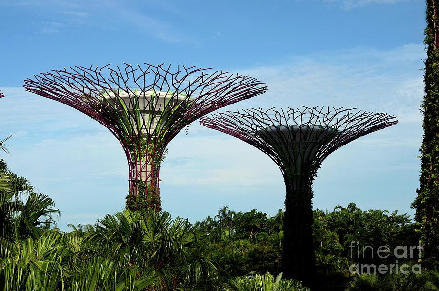 View of two artificial Supertrees at Gardens by the Bay Singapore Photograph by Imran Ahmed