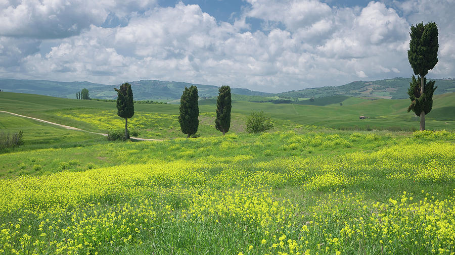 View on cypresses in wide Tuscan landscape Photograph by Tosca Weijers