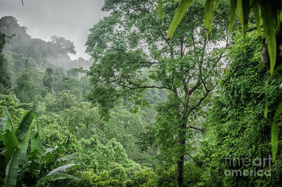 View On The Khao Sok Jungle Photograph by Michelle Meenawong