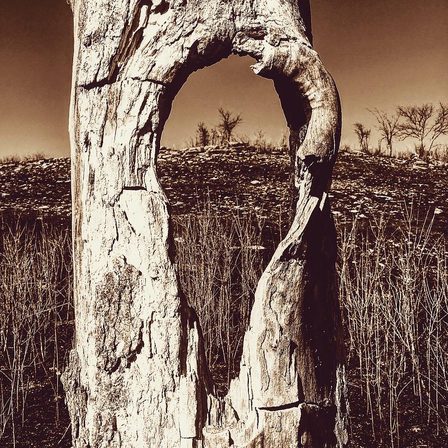 View Through the Hollow Tree Photograph by Michael Oceanofwisdom Bidwell