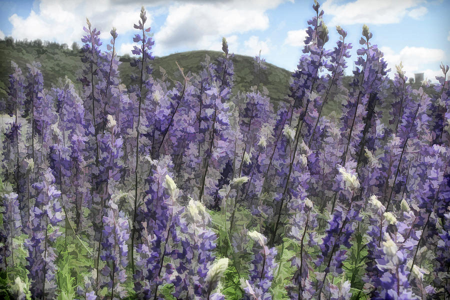 View Through the Lupines Photograph by Donna Kennedy