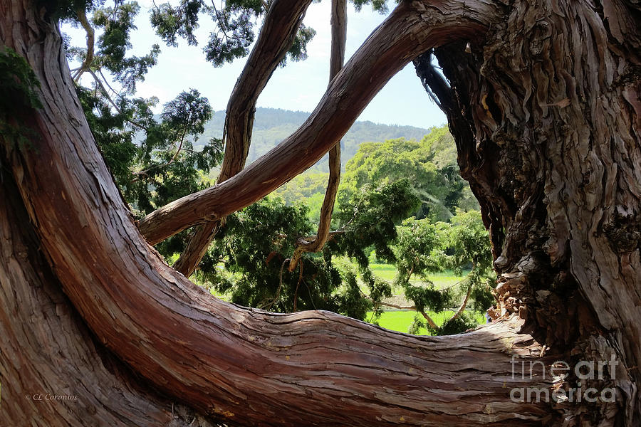 View through the Tree Photograph by Carol Lynn Coronios