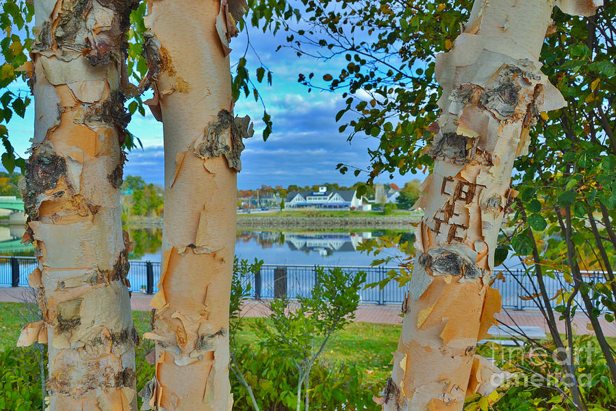 View Through The Trees, Bangor, Maine Photograph by Ina Kratzsch Fine