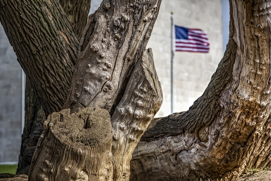 Tree Photograph - View To The Washington Monument by Susan Candelario
