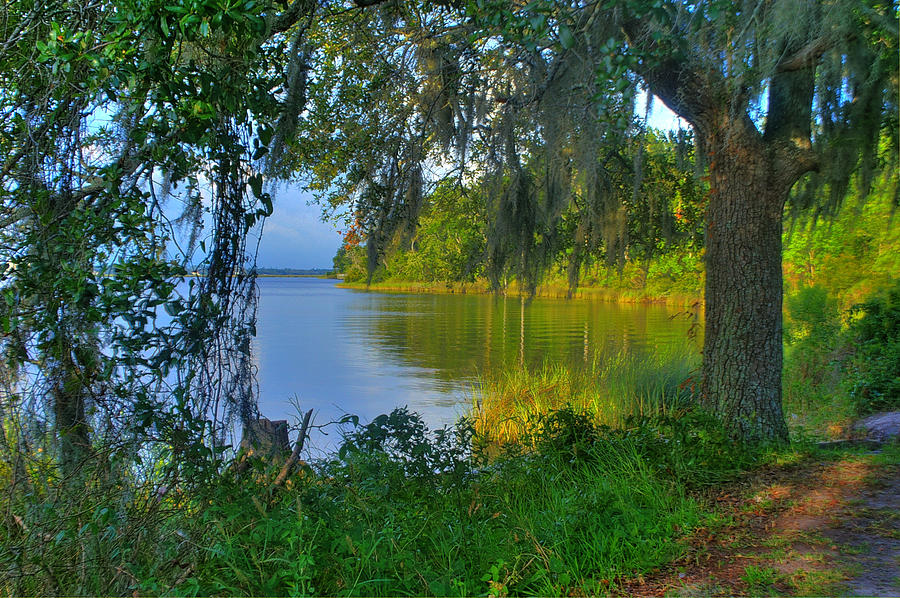View under the Spanish Moss Photograph by Brian Wright