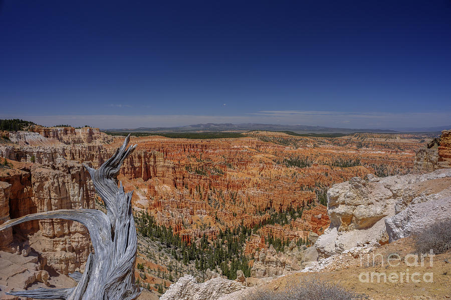 View with old tree at Bryce Canyon National Park Photograph by Dan Friend