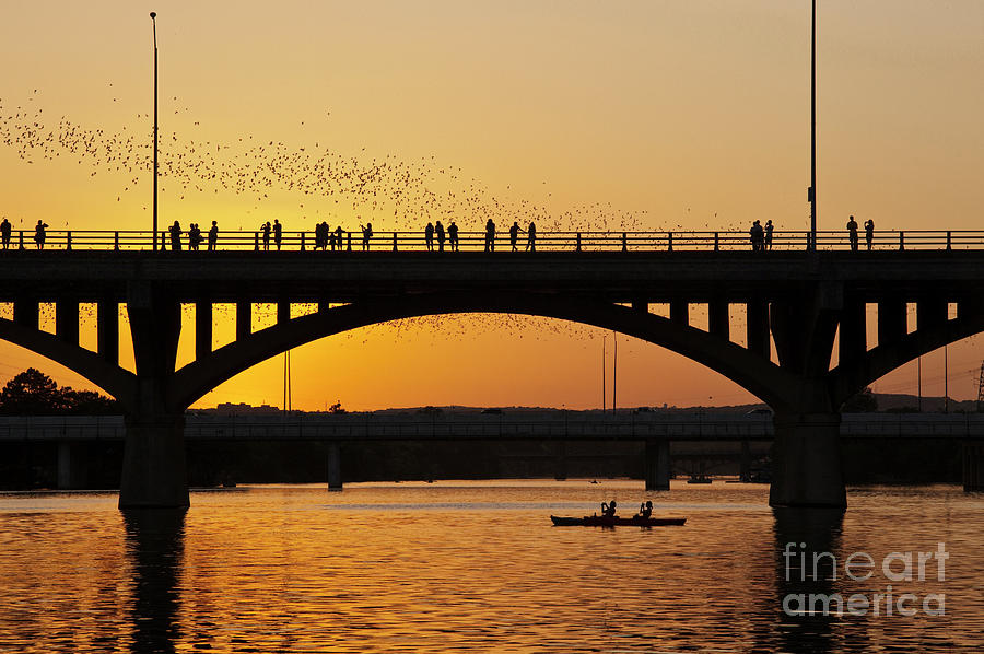 Viewers in a canoe view spectacular wonder of bats taking flight during a beautiful golden sunset Photograph by Dan Herron
