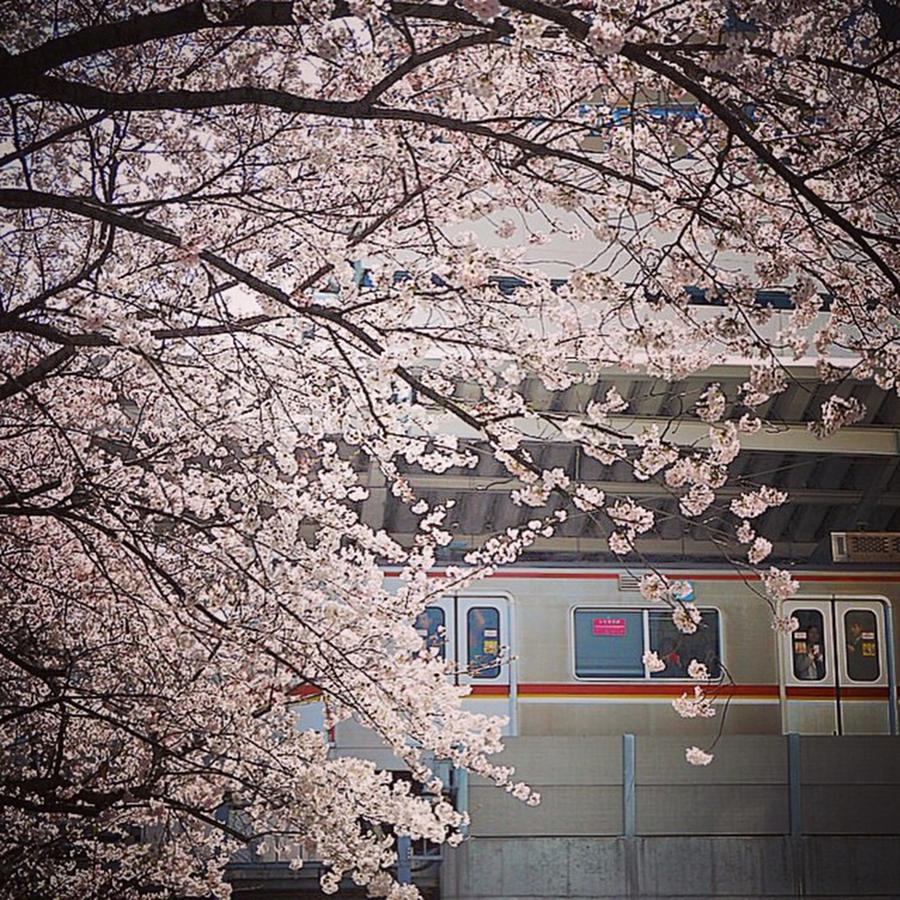 Cherryblossom Photograph - Viewing #sakura ( #桜 ) On Tokyu by Kenichi Iwai