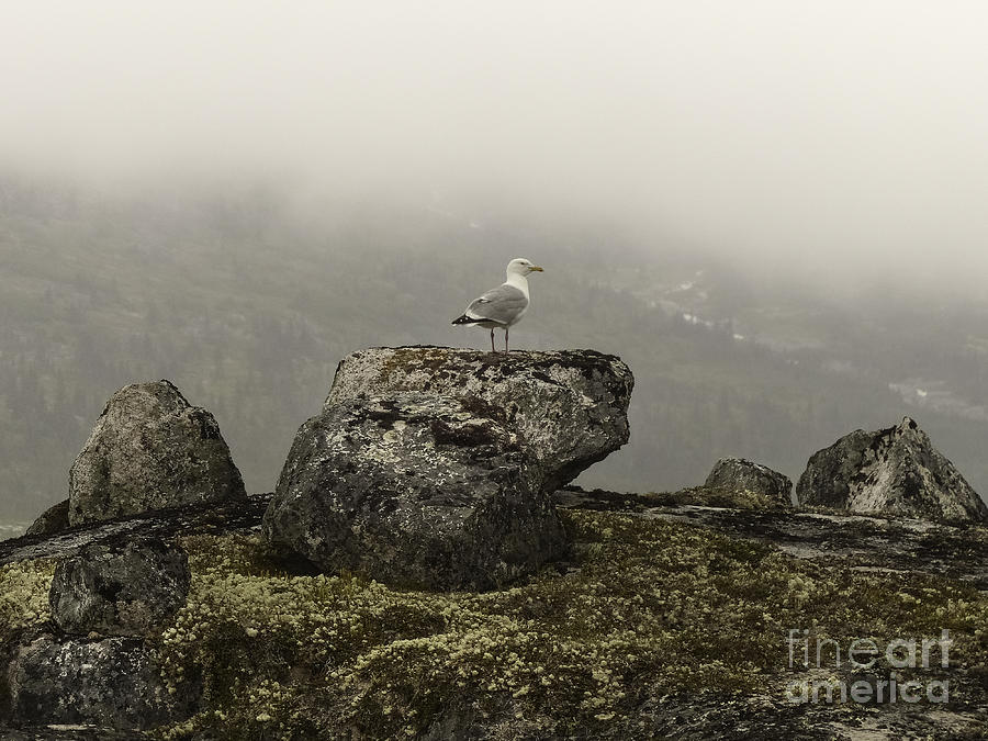 Bird Photograph - Vigilance In Tormented Valley by Teresa A and Preston S Cole Photography