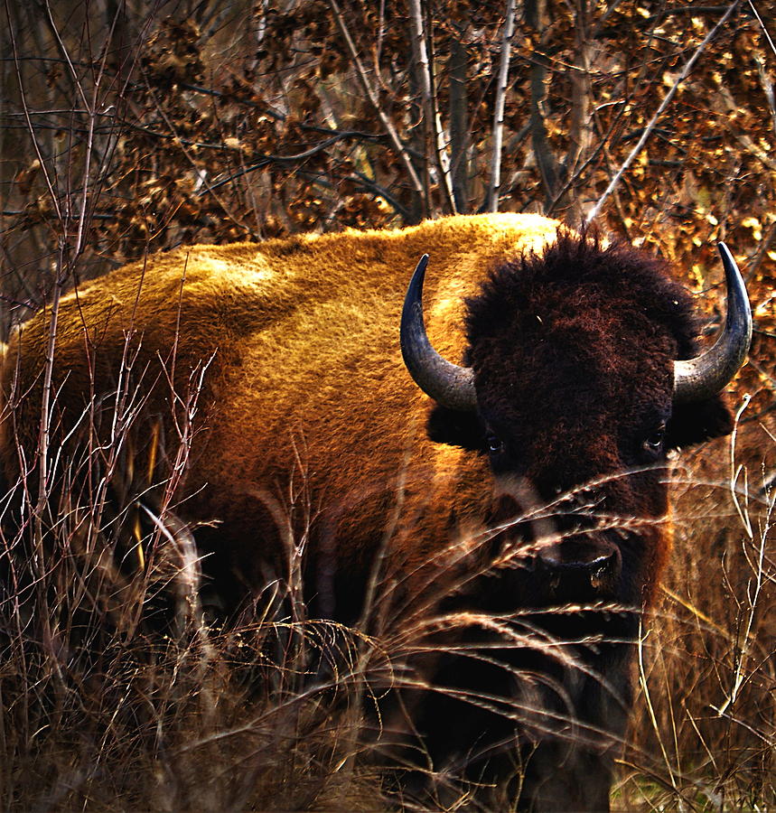 Bison Photograph - Vigilance... by Thomas Gorman