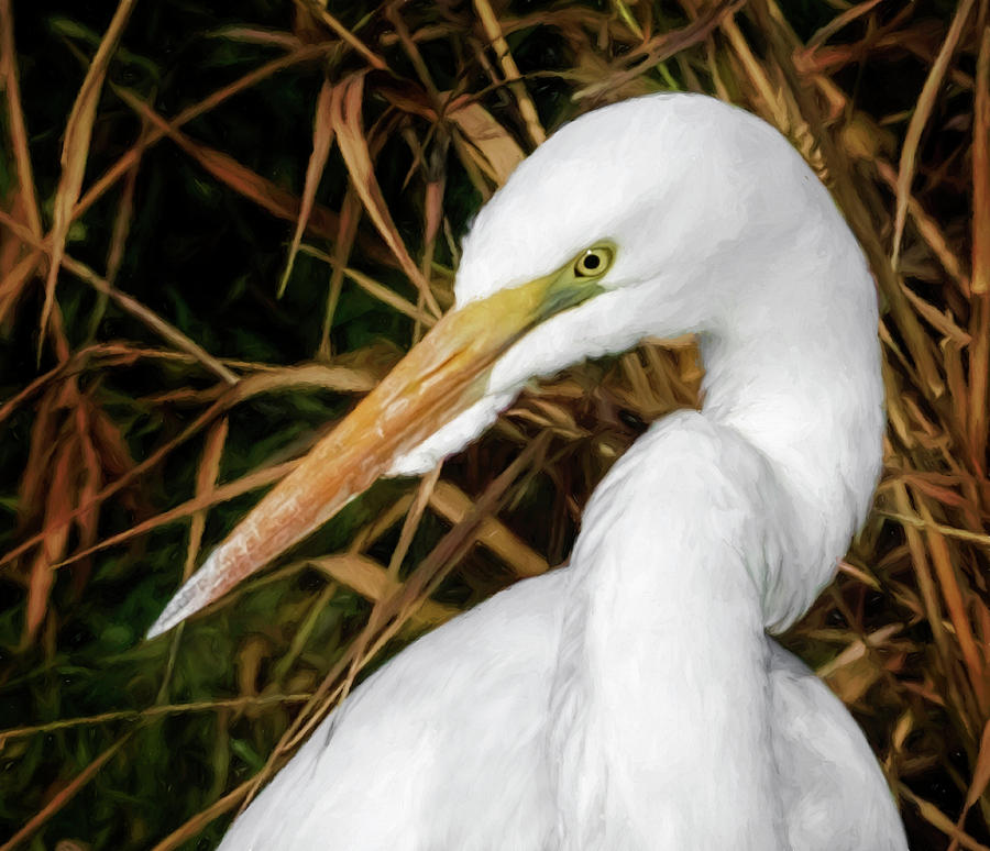 Vigilant Egret Photograph by Wes and Dotty Weber