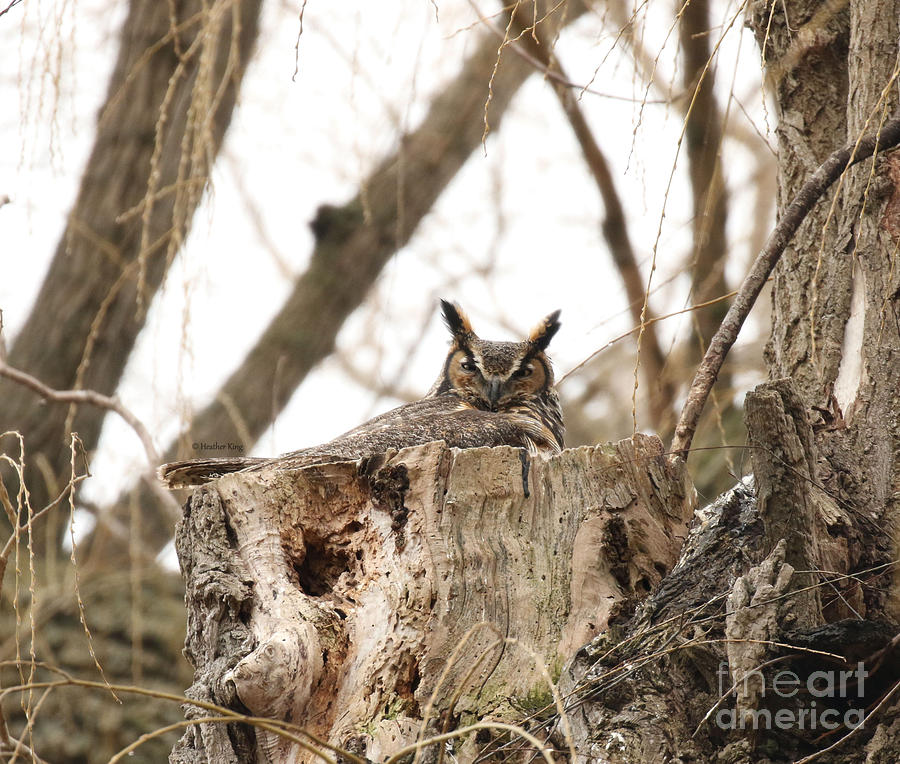Owl Photograph - Vigilant  by Heather King
