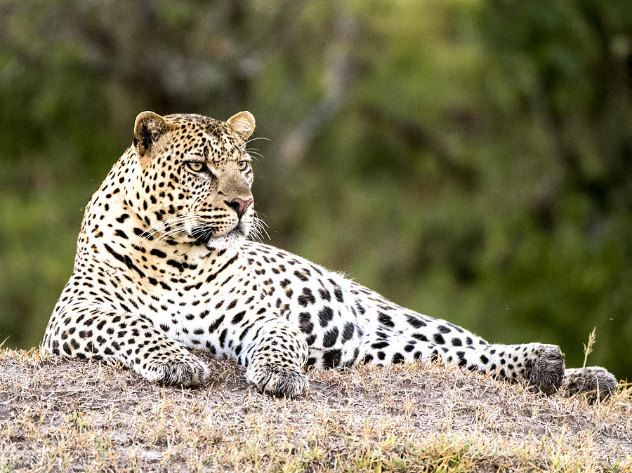 Vigilant Leopard Photograph by Randy Gebhardt