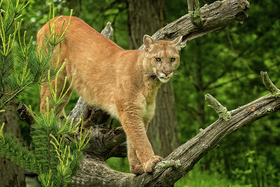 Vigilant Mountain Lion Photograph by Steven Upton