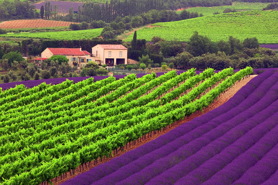 Lavender Fields Photograph - Vignes et Lavande by John Galbo