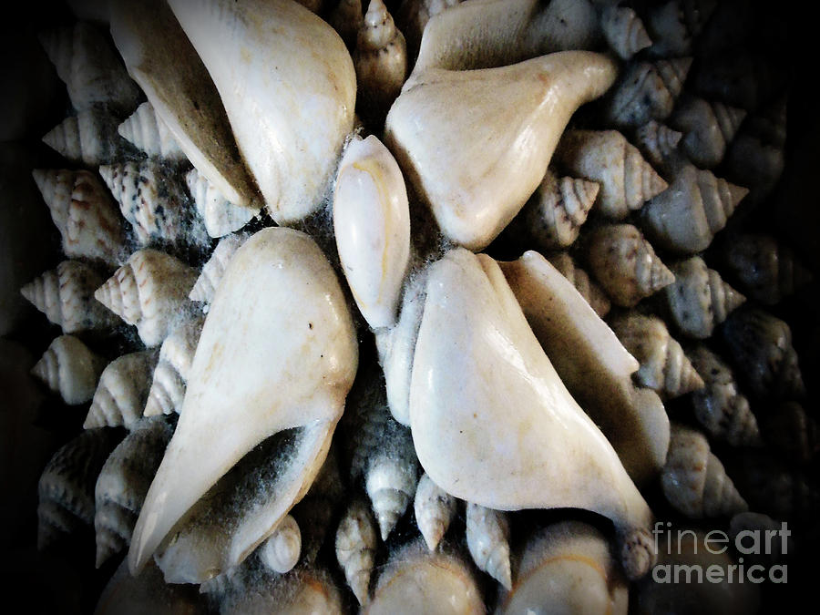 Vignette Seashells Photograph by Rockin Docks Deluxephotos
