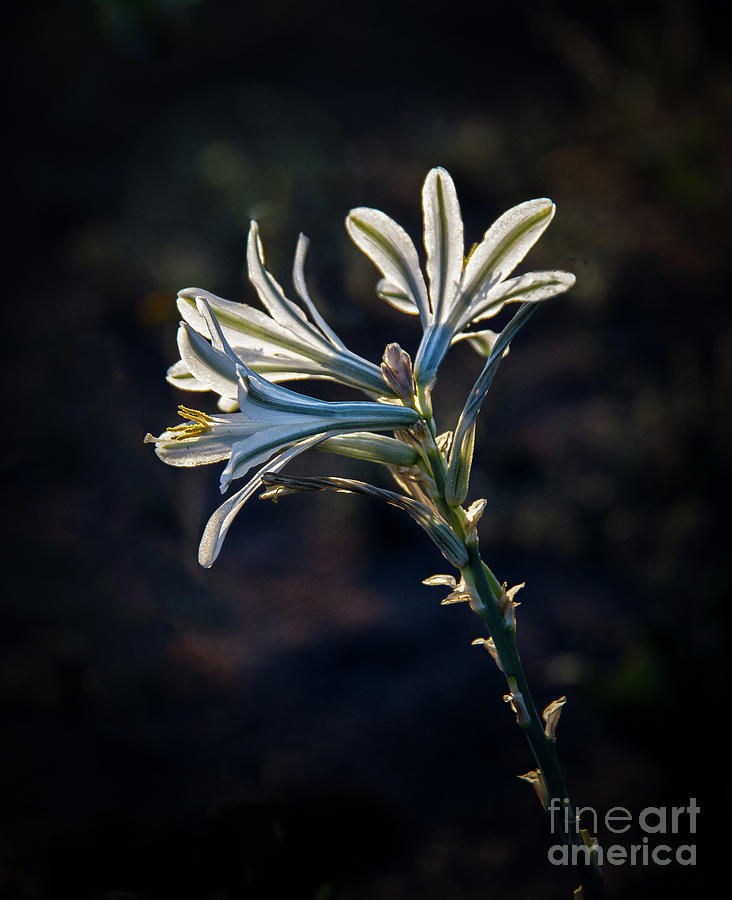 Inspirational Photograph - Vignetted Ajo Lily by Robert Bales