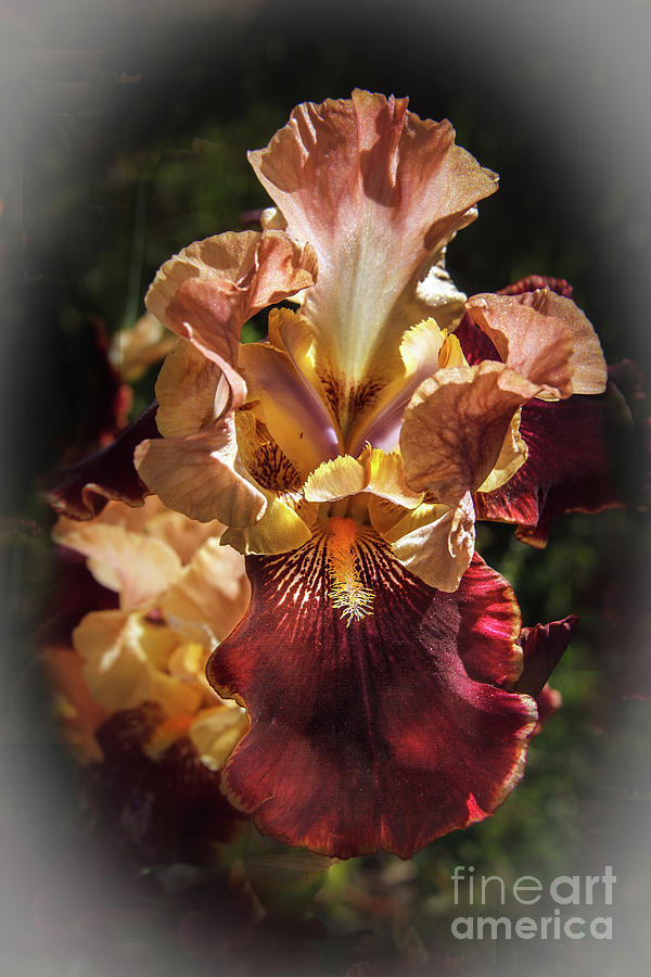 Iris Photograph - Vignetted  Iris by Robert Bales