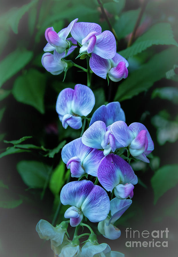 Nature Photograph - Vignetted Wild Sweet Peas by Robert Bales