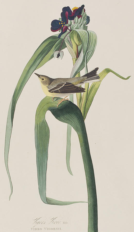 John James Audubon Painting - Vigors Warbler by John James Audubon