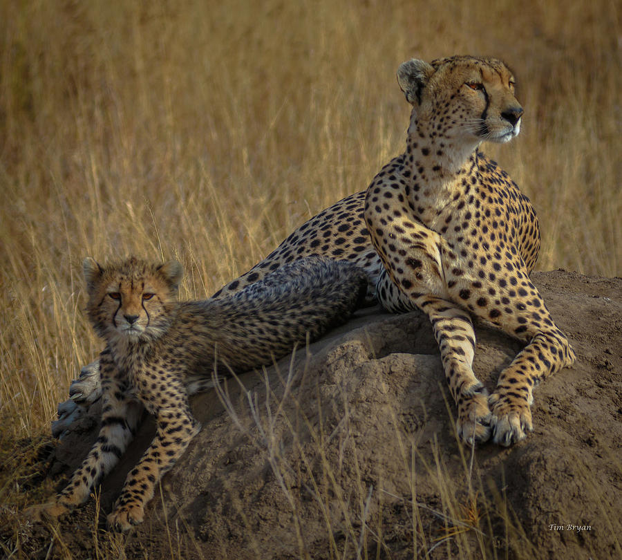 Wildlife Photograph - Vilgilance -Namiri Plains by Tim Bryan