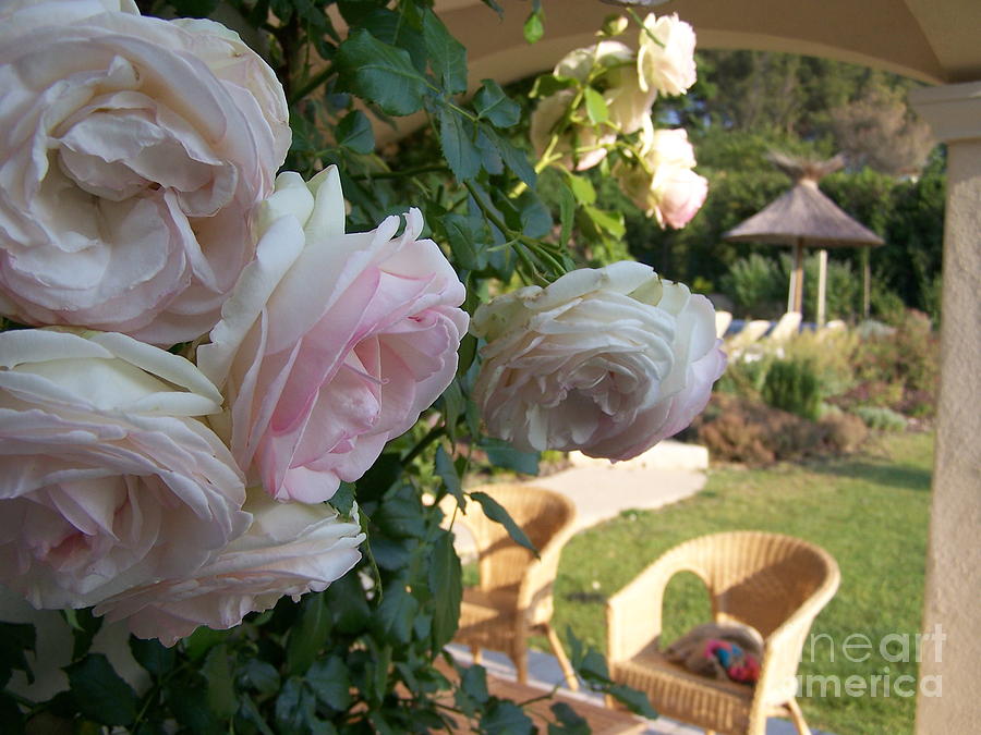 Villa Roses Photograph by Nadine Rippelmeyer