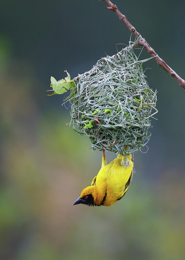 Bird Photograph - Village Weaver by Bruce J Robinson