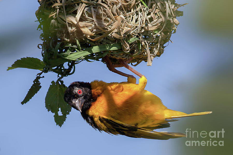 Village weaver Ploceus cucullatus bird nest building Photograph by ...