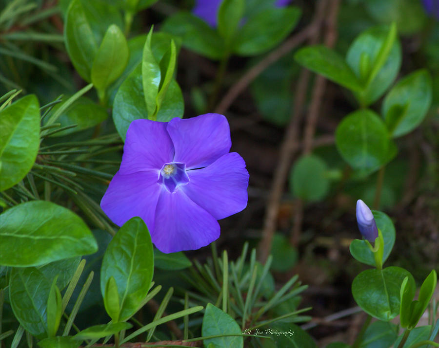 Vinca Blooming In The Forest Photograph by Jeanette C Landstrom