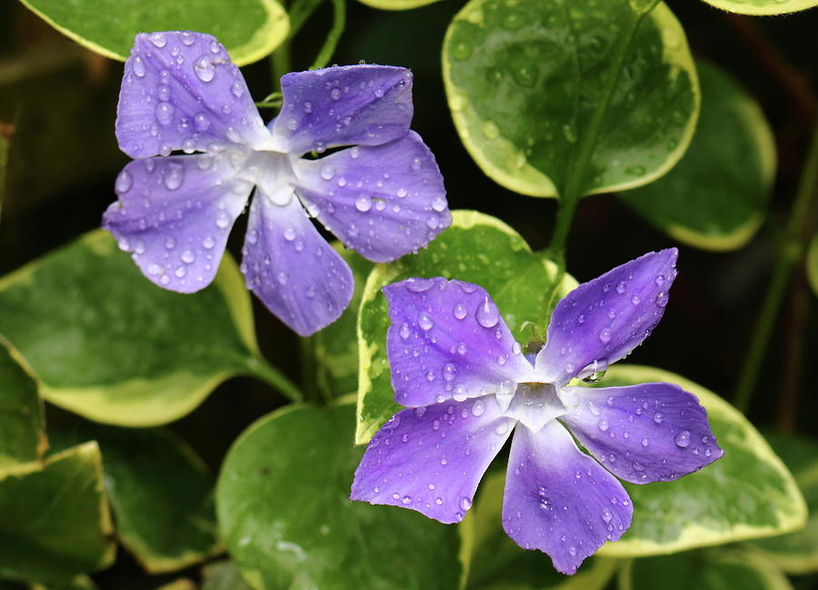 Vinca in the Rain Photograph by Jeff Townsend