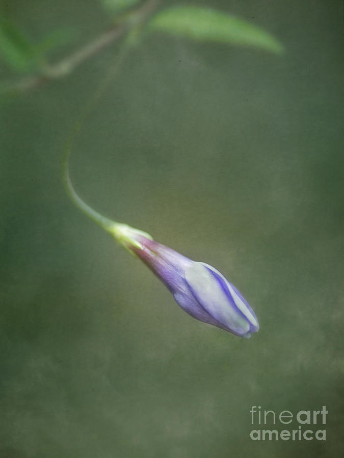 Flower Photograph - Vinca by Priska Wettstein