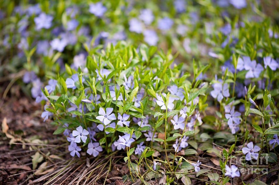 Vinca violet purple clump Photograph by Arletta Cwalina - Pixels