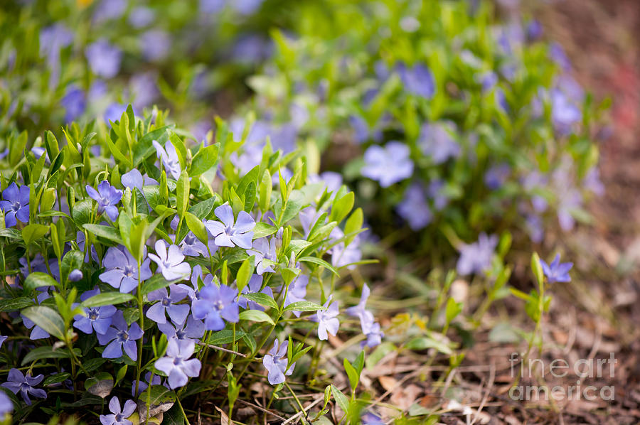 Vinca violet purple flowers Photograph by Arletta Cwalina - Fine Art ...