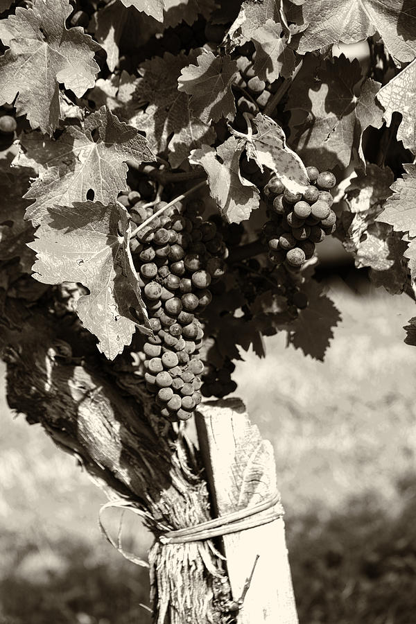 Vine and Grapes - Toned Photograph by Georgia Clare
