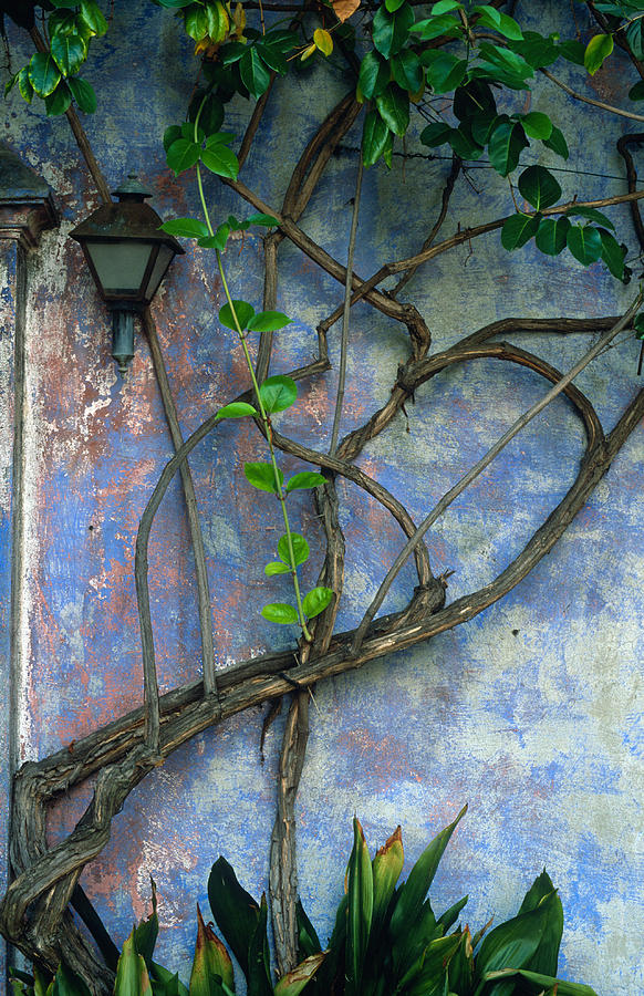 Vine and Wall Photograph by Kathy Yates