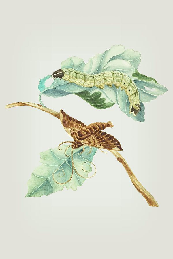 Vine Branch Caterpillar And Butterfly by Cornelis Markee 1763 Mixed Media by Movie Poster Prints