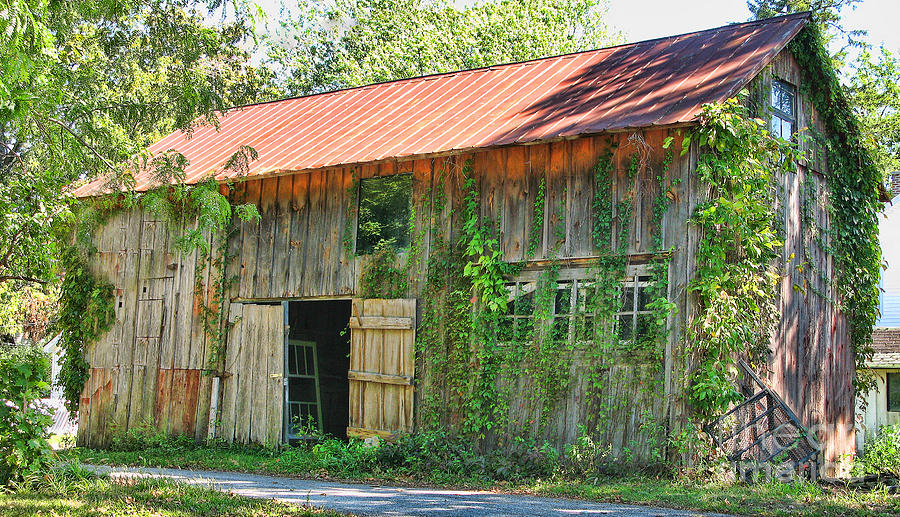Vine Covered Barn  9727 Photograph by Jack Schultz