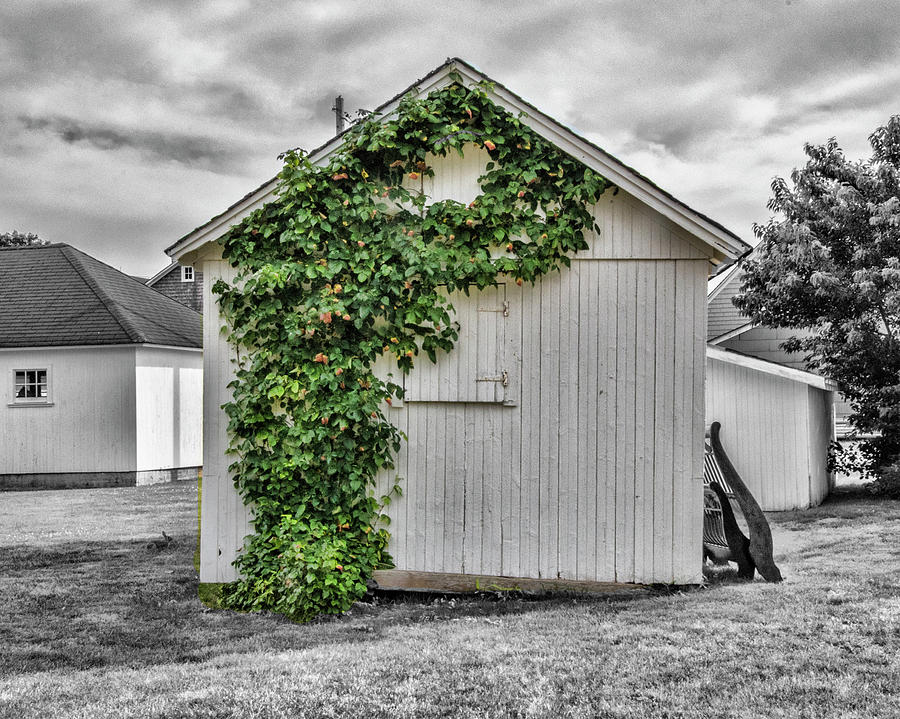 Vine Covered Shed Photograph by Cathy Kovarik