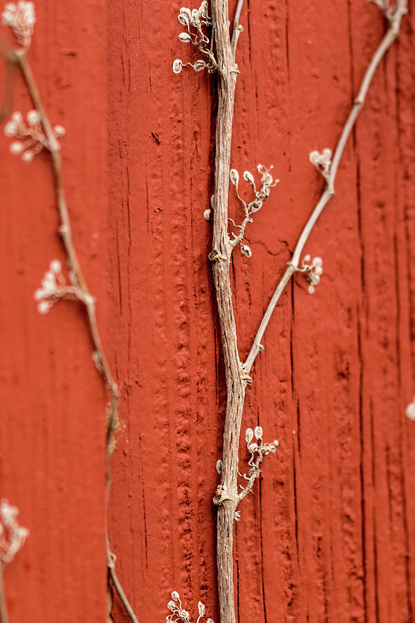 Vine Photograph by Jay Stockhaus