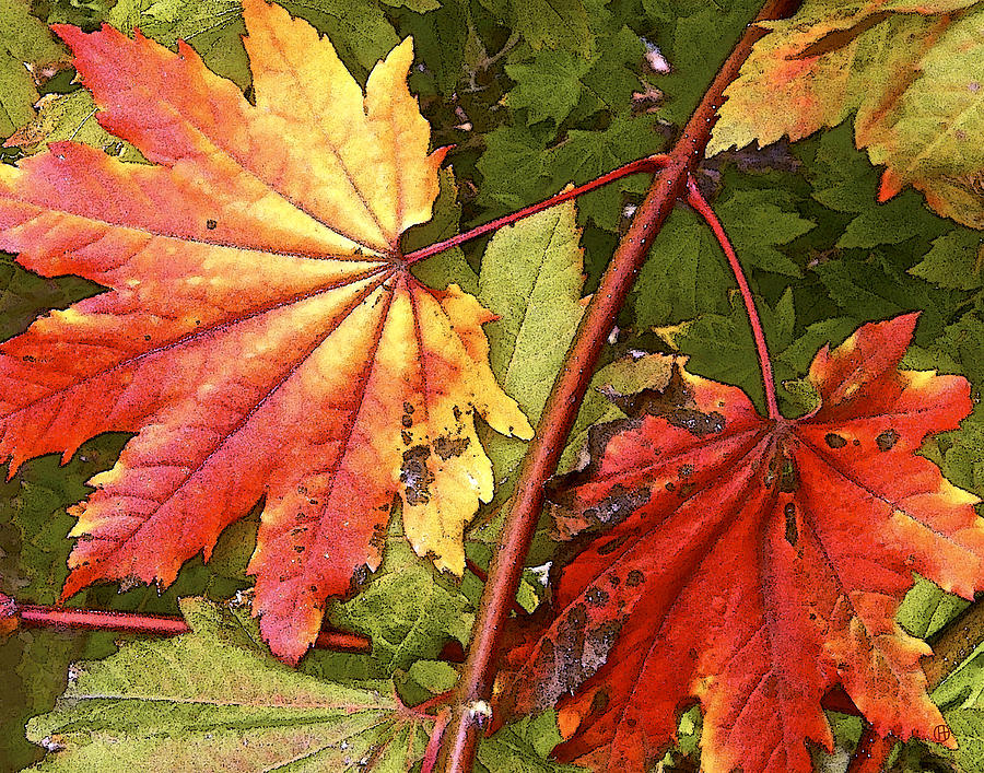 Vine Maple Autumn Digital Art by Gary Olsen-Hasek