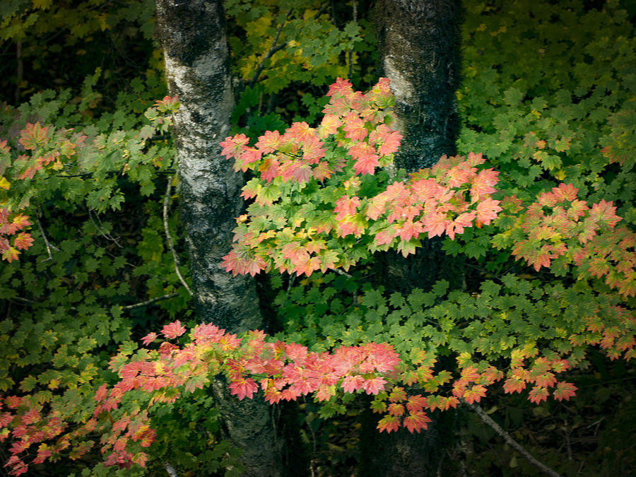 Vine Maple Color Photograph by Jean Noren