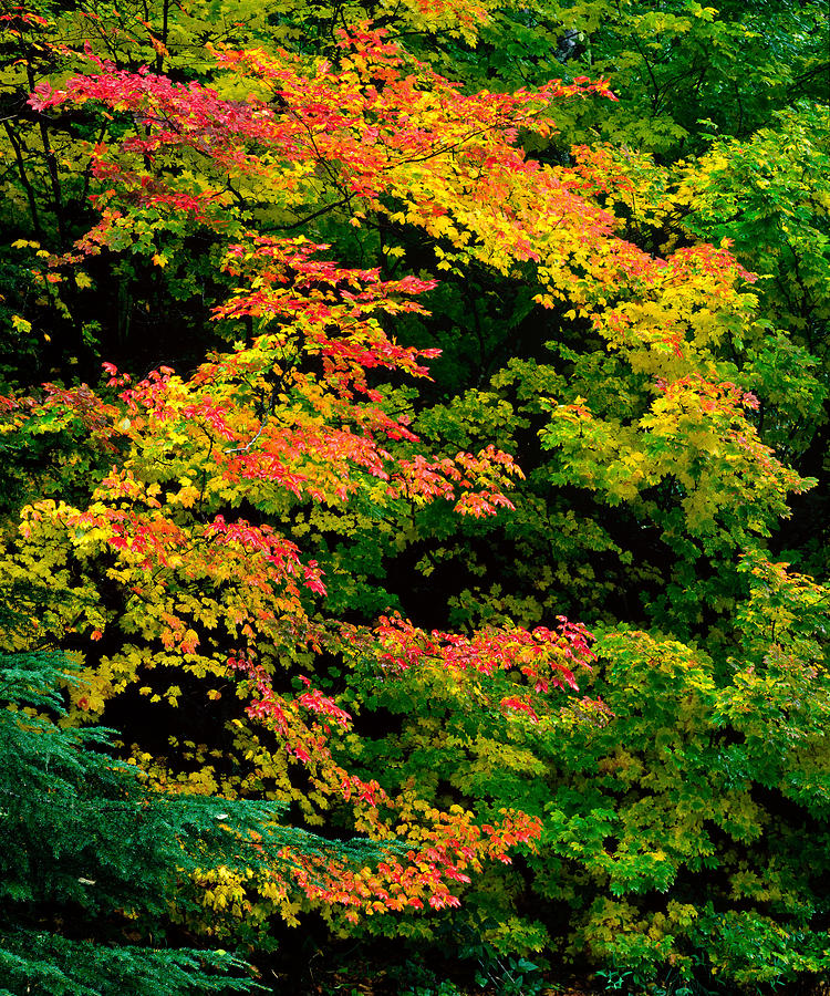 Mount Rainier National Park Photograph - Vine Maple Fall Colors by Tim Rayburn