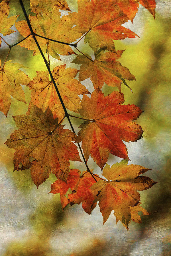 Vine Maple Leaves Photograph by Angie Vogel