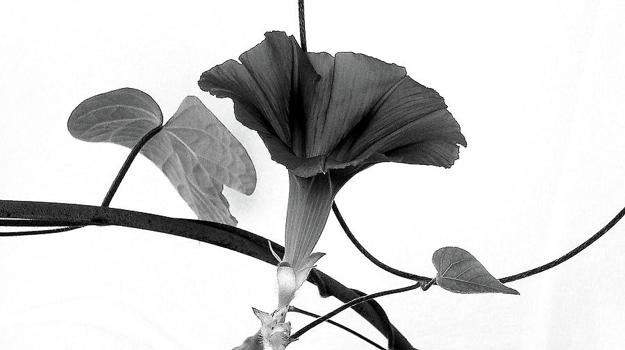 Vine Offering B and W Photograph by Robin Webster